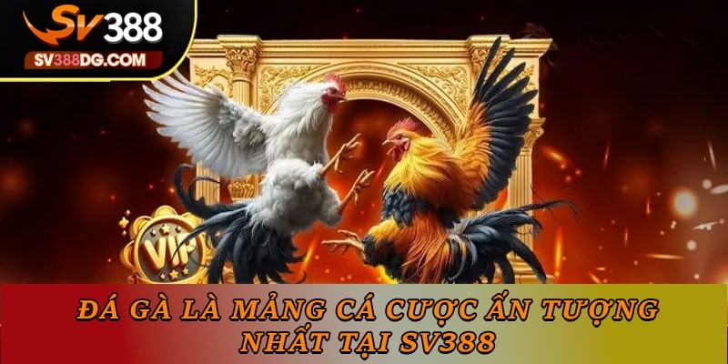 Đá gà là mảng cá cược ấn tượng nhất tại SV388 Đá gà là mảng cá cược ấn tượng nhất tại SV388